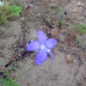 Wahlenbergia multicaulis at Urambi Hills - 1 Nov 2015 12:18 PM