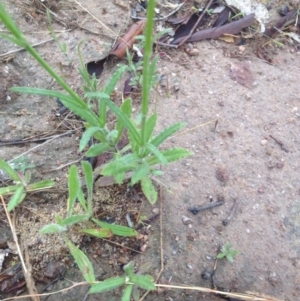 Wahlenbergia multicaulis at Urambi Hills - 1 Nov 2015 12:18 PM