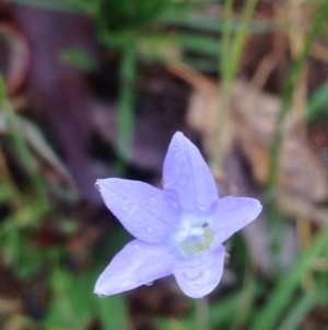 Wahlenbergia stricta subsp. stricta at Urambi Hills - 1 Nov 2015