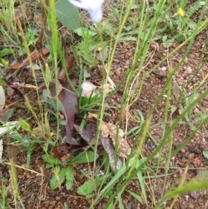 Wahlenbergia stricta subsp. stricta at Urambi Hills - 1 Nov 2015