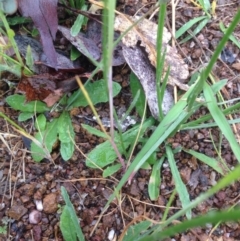 Wahlenbergia stricta subsp. stricta at Urambi Hills - 1 Nov 2015