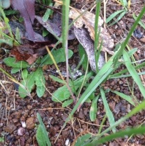 Wahlenbergia stricta subsp. stricta at Urambi Hills - 1 Nov 2015