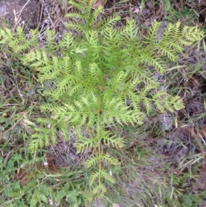 Pteridium esculentum at Urambi Hills - 1 Nov 2015 11:32 AM