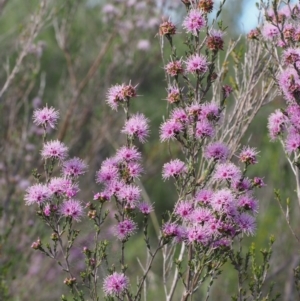 Kunzea parvifolia at Paddys River, ACT - 28 Oct 2015 08:16 AM