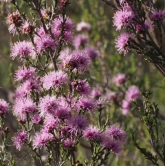 Kunzea parvifolia at Paddys River, ACT - 28 Oct 2015 08:16 AM