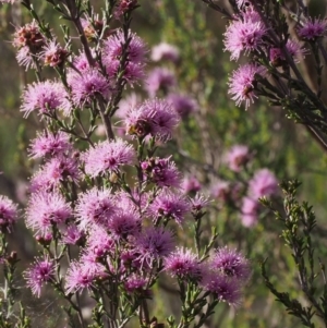 Kunzea parvifolia at Paddys River, ACT - 28 Oct 2015 08:16 AM