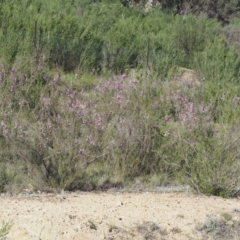 Kunzea parvifolia at Paddys River, ACT - 28 Oct 2015 08:16 AM