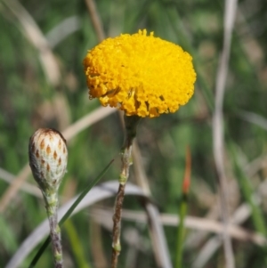 Leptorhynchos squamatus subsp. squamatus at Paddys River, ACT - 28 Oct 2015 09:45 AM