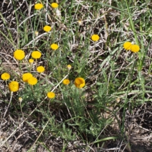 Leptorhynchos squamatus subsp. squamatus at Paddys River, ACT - 28 Oct 2015 09:45 AM