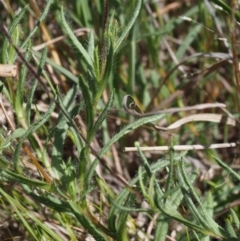 Leptorhynchos squamatus subsp. squamatus at Paddys River, ACT - 28 Oct 2015 09:45 AM