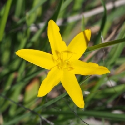 Hypoxis hygrometrica (Golden Weather-grass) at Paddys River, ACT - 27 Oct 2015 by KenT