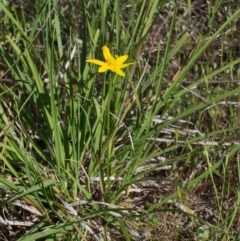 Hypoxis hygrometrica at Paddys River, ACT - 28 Oct 2015