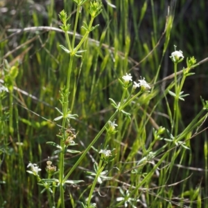 Asperula conferta at Paddys River, ACT - 28 Oct 2015 08:56 AM