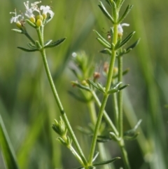 Asperula conferta at Paddys River, ACT - 28 Oct 2015 08:56 AM