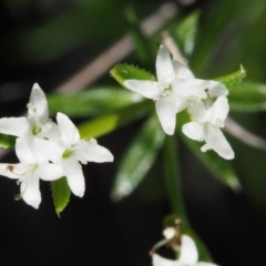 Asperula conferta at Paddys River, ACT - 28 Oct 2015 08:56 AM