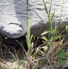 Wahlenbergia stricta subsp. stricta at Paddys River, ACT - 28 Oct 2015