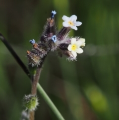 Myosotis discolor at Paddys River, ACT - 28 Oct 2015