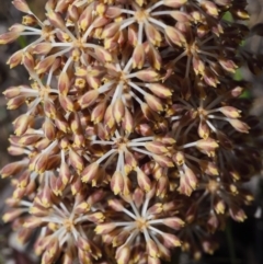 Lomandra multiflora at Paddys River, ACT - 28 Oct 2015 10:59 AM