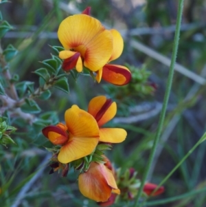 Pultenaea procumbens at Paddys River, ACT - 28 Oct 2015 11:25 AM