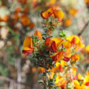 Pultenaea procumbens at Paddys River, ACT - 28 Oct 2015 11:25 AM