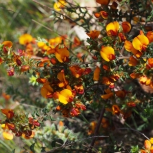 Pultenaea procumbens at Paddys River, ACT - 28 Oct 2015 11:25 AM