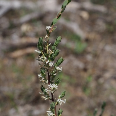 Brachyloma daphnoides (Daphne Heath) at Paddys River, ACT - 28 Oct 2015 by KenT