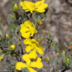 Hibbertia obtusifolia at Paddys River, ACT - 28 Oct 2015