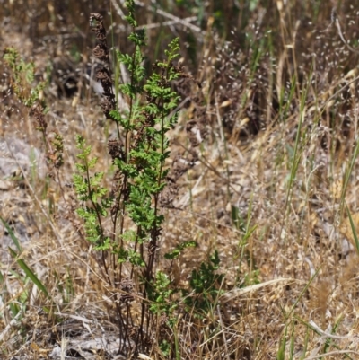 Cheilanthes sieberi (Rock Fern) at Paddys River, ACT - 28 Oct 2015 by KenT