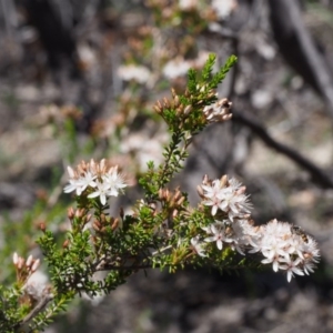 Calytrix tetragona at Paddys River, ACT - 28 Oct 2015