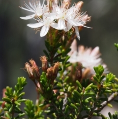 Calytrix tetragona at Paddys River, ACT - 28 Oct 2015