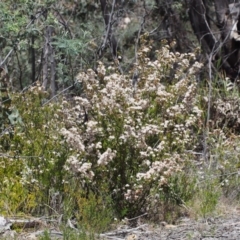 Calytrix tetragona at Paddys River, ACT - 28 Oct 2015