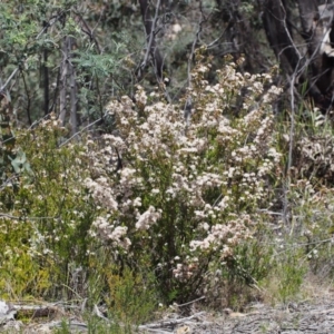 Calytrix tetragona at Paddys River, ACT - 28 Oct 2015 01:34 PM