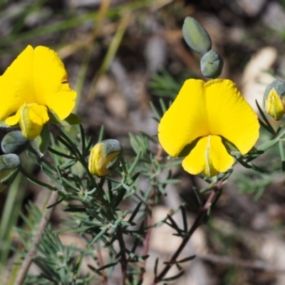 Gompholobium huegelii (Pale Wedge Pea) at Tidbinbilla Nature Reserve - 28 Oct 2015 by KenT