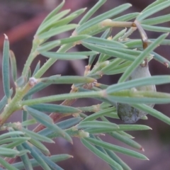 Gompholobium huegelii at Paddys River, ACT - 28 Oct 2015 01:44 PM