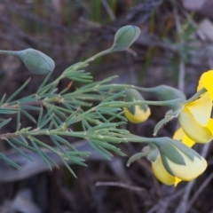 Gompholobium huegelii at Paddys River, ACT - 28 Oct 2015