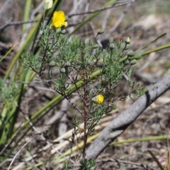 Gompholobium huegelii at Paddys River, ACT - 28 Oct 2015