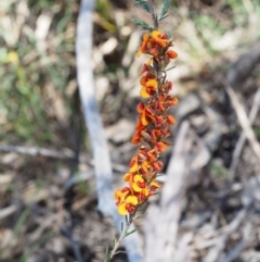 Dillwynia sericea (Egg And Bacon Peas) at Tidbinbilla Nature Reserve - 28 Oct 2015 by KenT