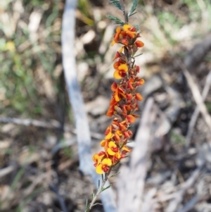 Dillwynia sericea at Paddys River, ACT - 28 Oct 2015 02:38 PM