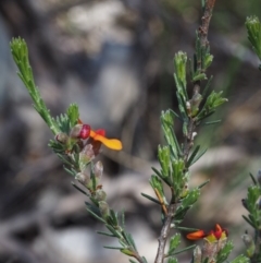 Dillwynia sericea at Paddys River, ACT - 28 Oct 2015