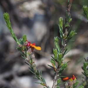 Dillwynia sericea at Paddys River, ACT - 28 Oct 2015