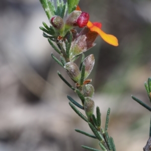 Dillwynia sericea at Paddys River, ACT - 28 Oct 2015 02:38 PM