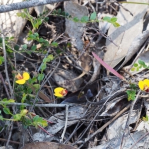 Bossiaea buxifolia at Paddys River, ACT - 28 Oct 2015