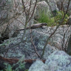 Egernia cunninghami at Lake Bathurst, NSW - 11 Oct 2014 12:00 AM