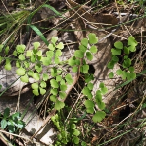 Adiantum aethiopicum at Cotter River, ACT - suppressed