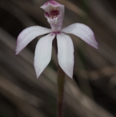 Caladenia alpina (Mountain Caps) at Cotter River, ACT - 29 Oct 2015 by KenT