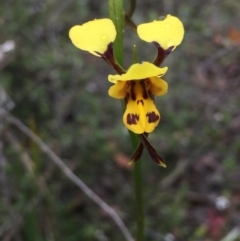 Diuris sulphurea (Tiger Orchid) at Point 93 - 1 Nov 2015 by ibaird