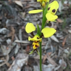 Diuris sulphurea at Point 93 - suppressed