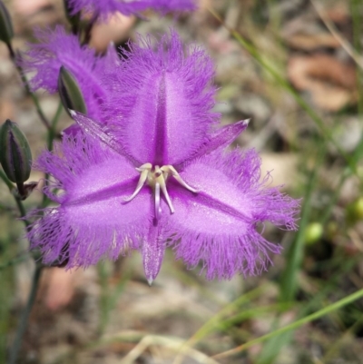 Thysanotus tuberosus subsp. tuberosus (Common Fringe-lily) at Cook, ACT - 2 Nov 2015 by MattM