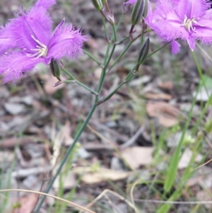 Thysanotus tuberosus subsp. tuberosus at Cook, ACT - 2 Nov 2015 12:21 PM