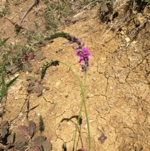 Cullen microcephalum at Belconnen, ACT - 2 Nov 2015 12:40 PM